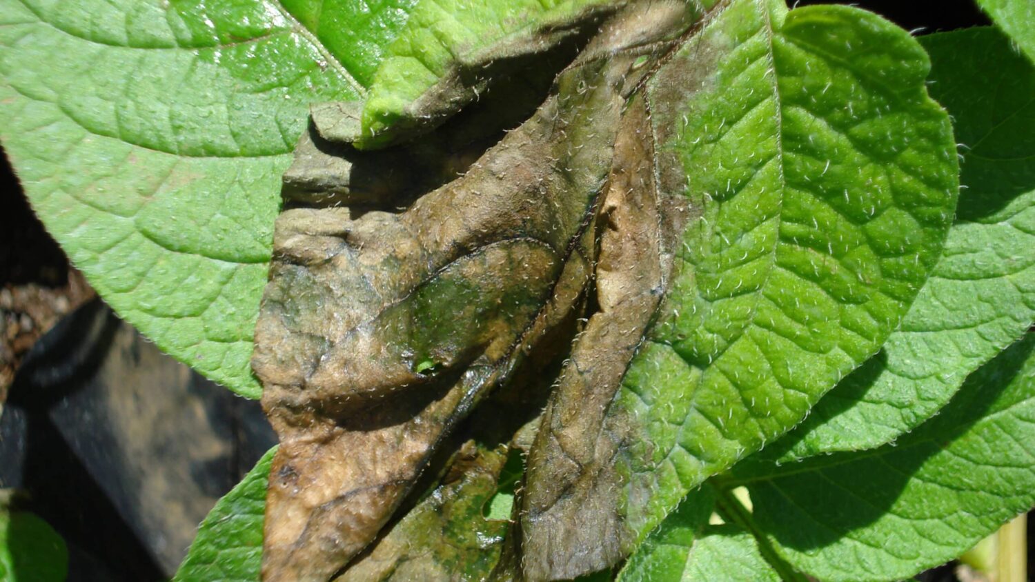 Potato plant with late blight