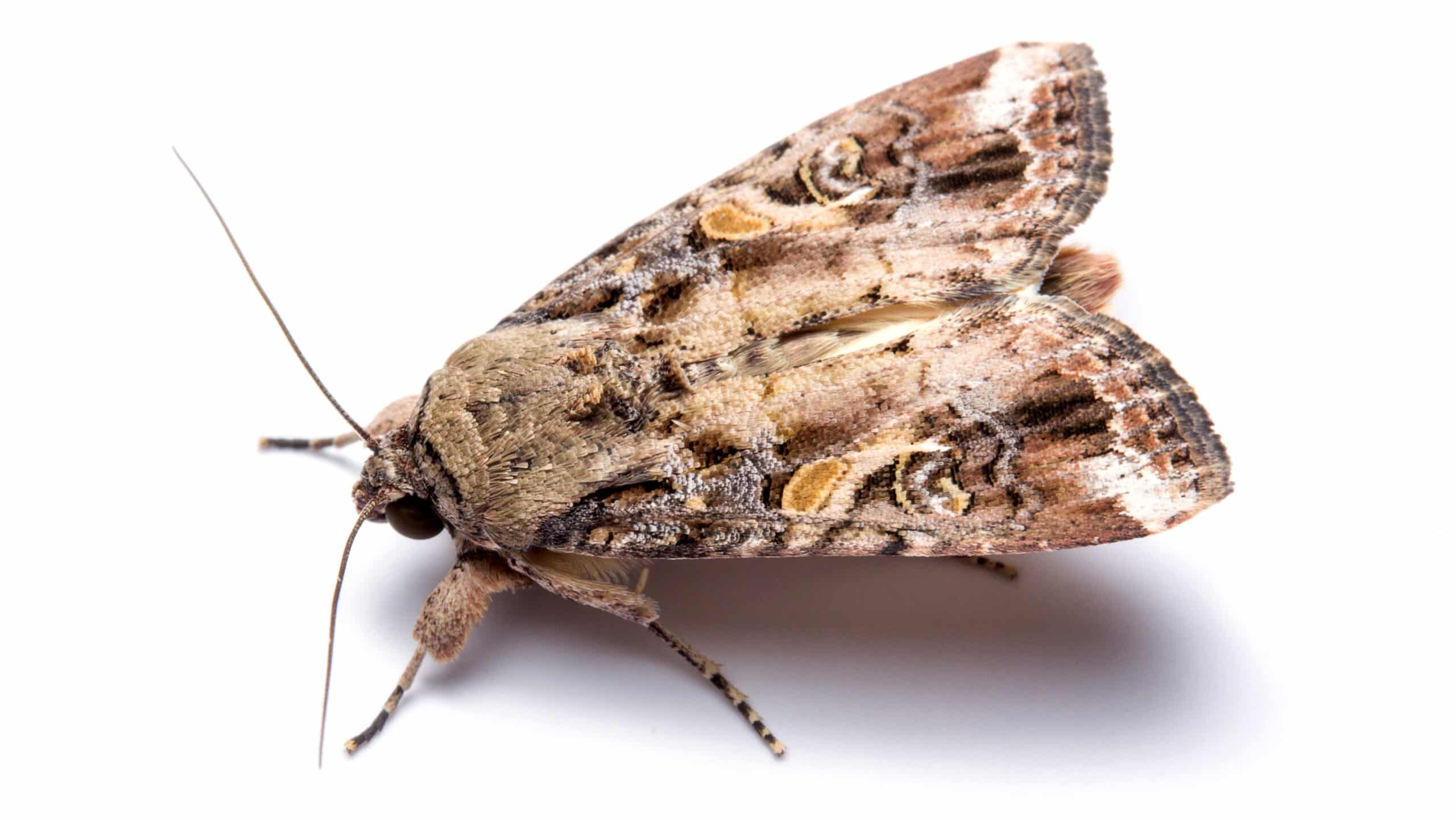 Fall armyworm moth.