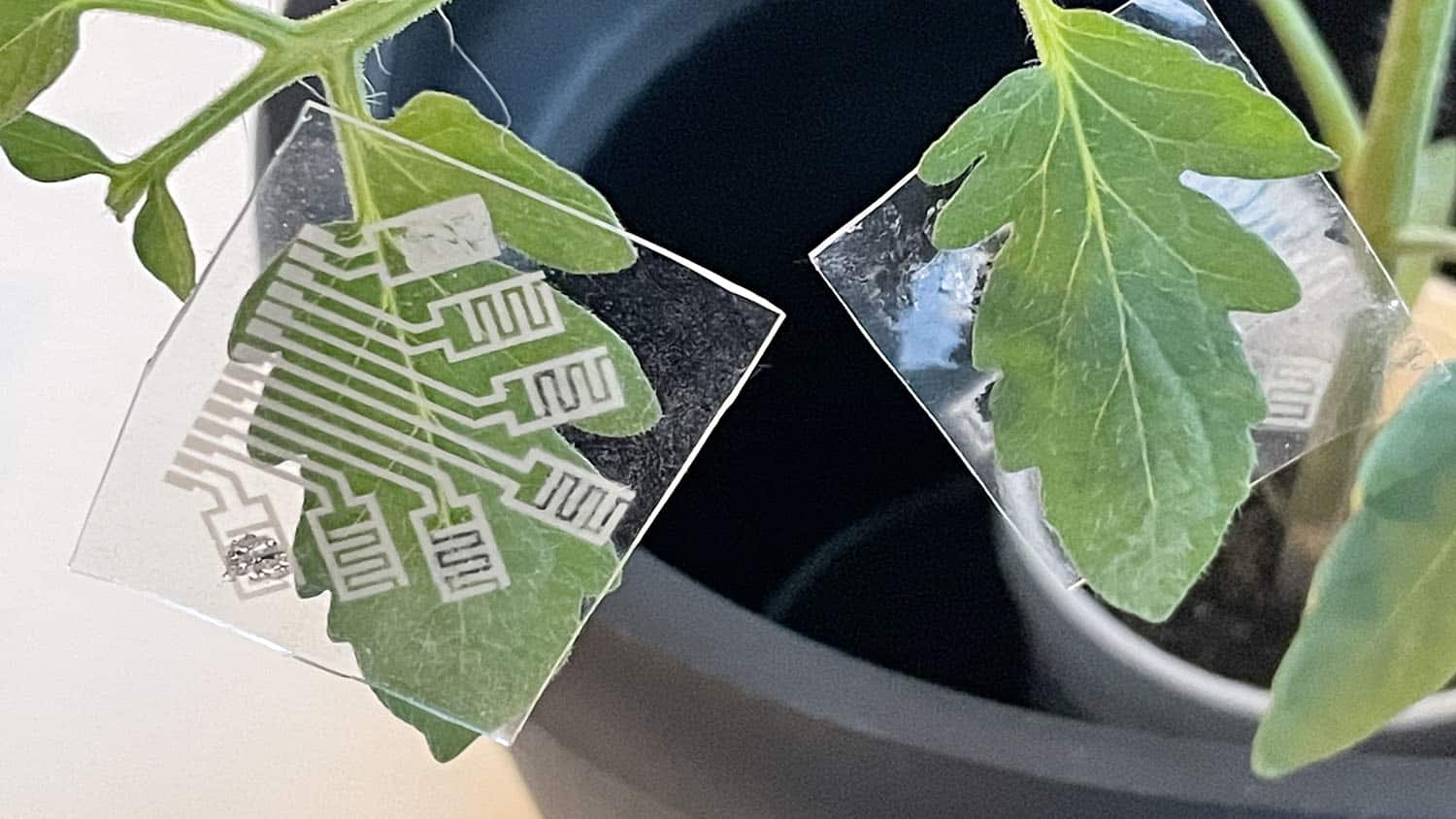 image shows an electronic patch attached to the leaf of a tomato plant