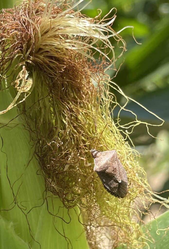 a brown stink bug on corn