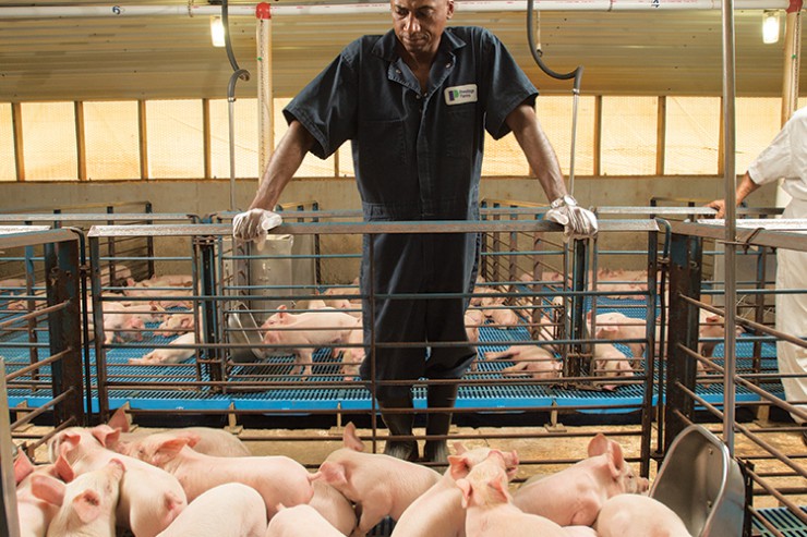 Man looking at piglets