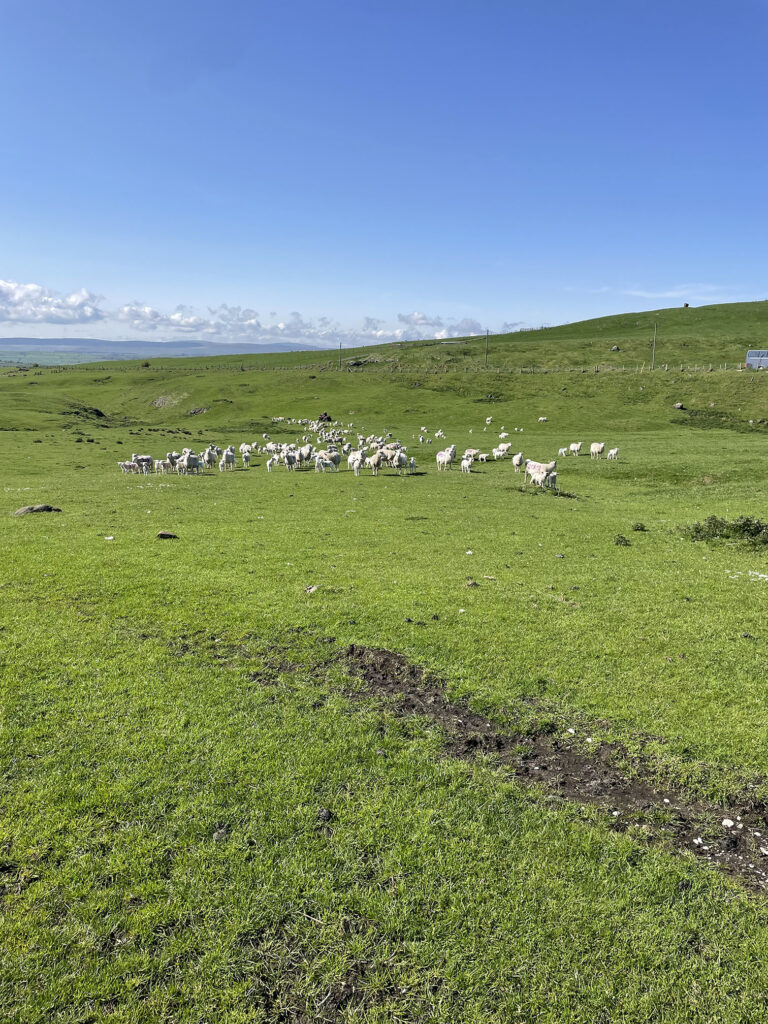 Irish county side with sheep