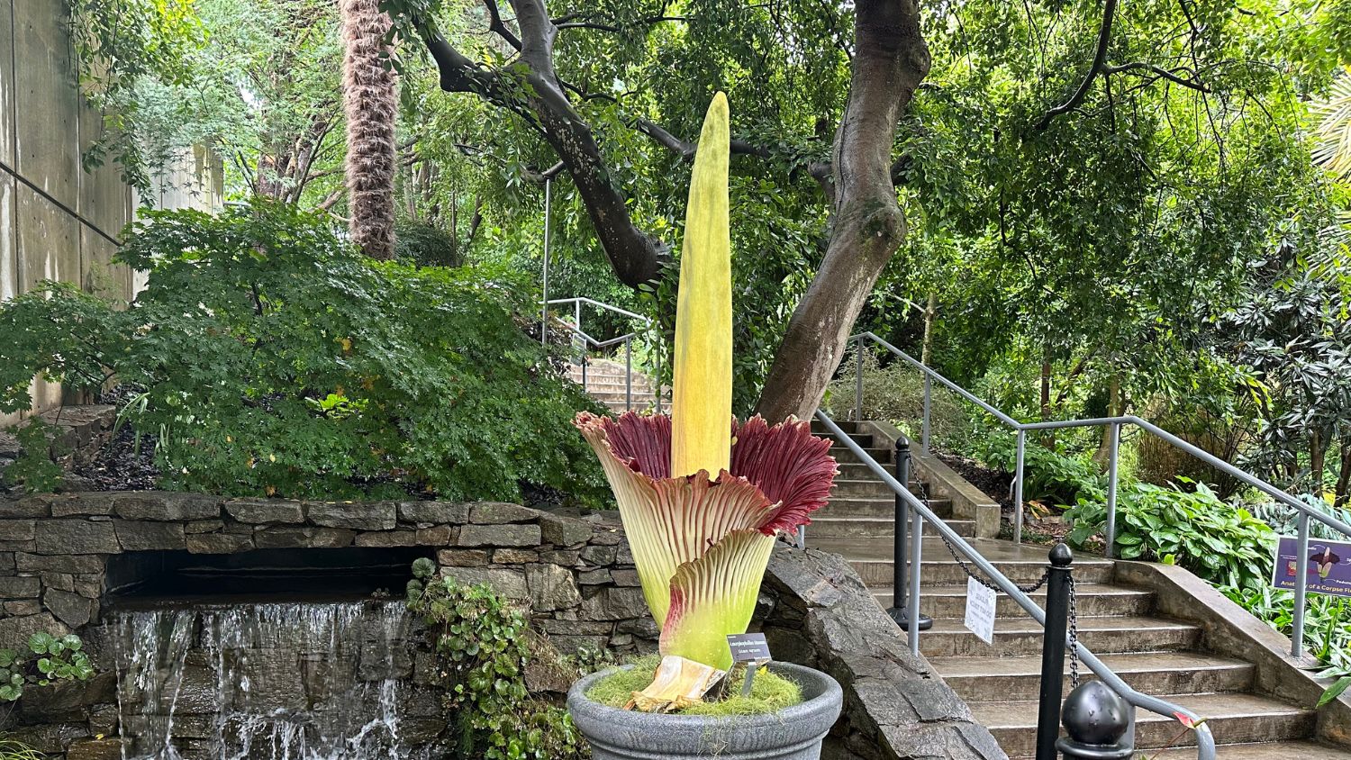 Wolfgang the corpse flower blooming at JCRA