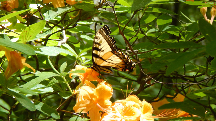 Eastern swallowtail butterfly on a flame azalea