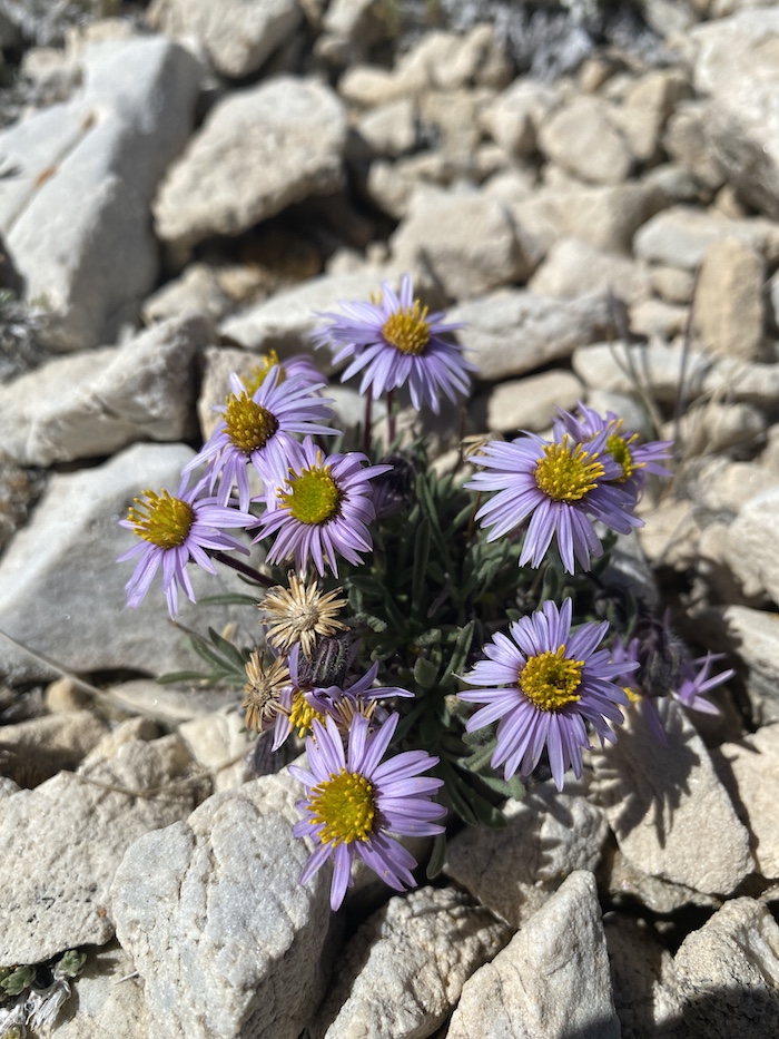 erigeron clokeyi