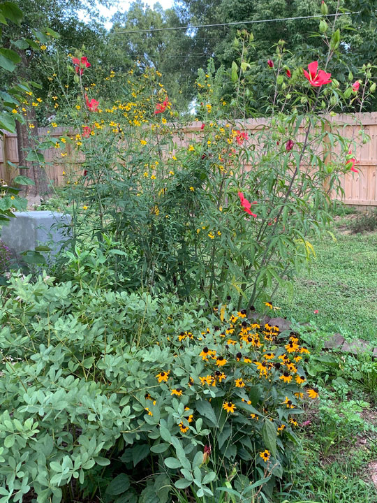 Pollinator garden