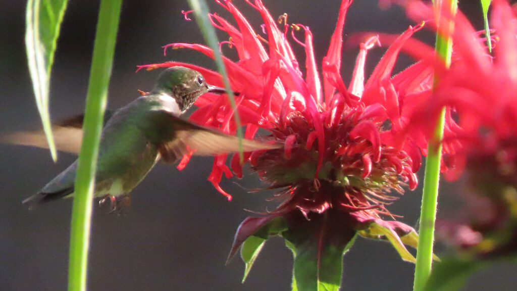 Hummingbird in bee balm flower