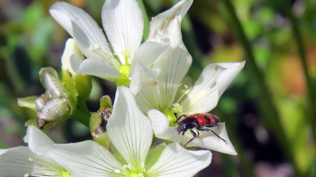 Checkered beetle on a Venus flytrap flower