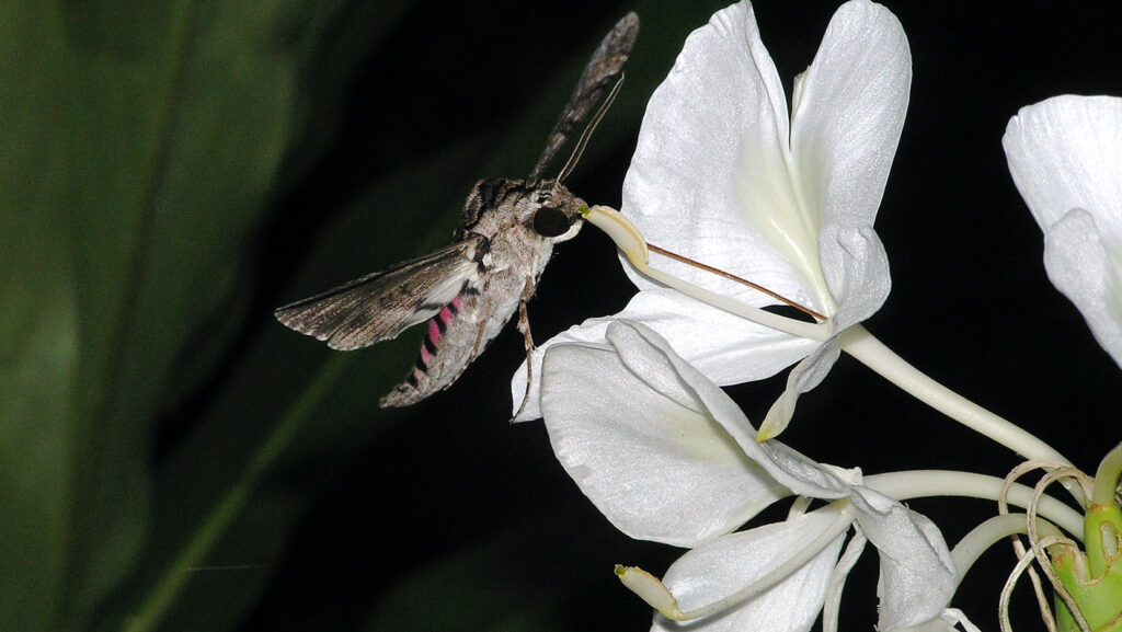 Moth on lily flower