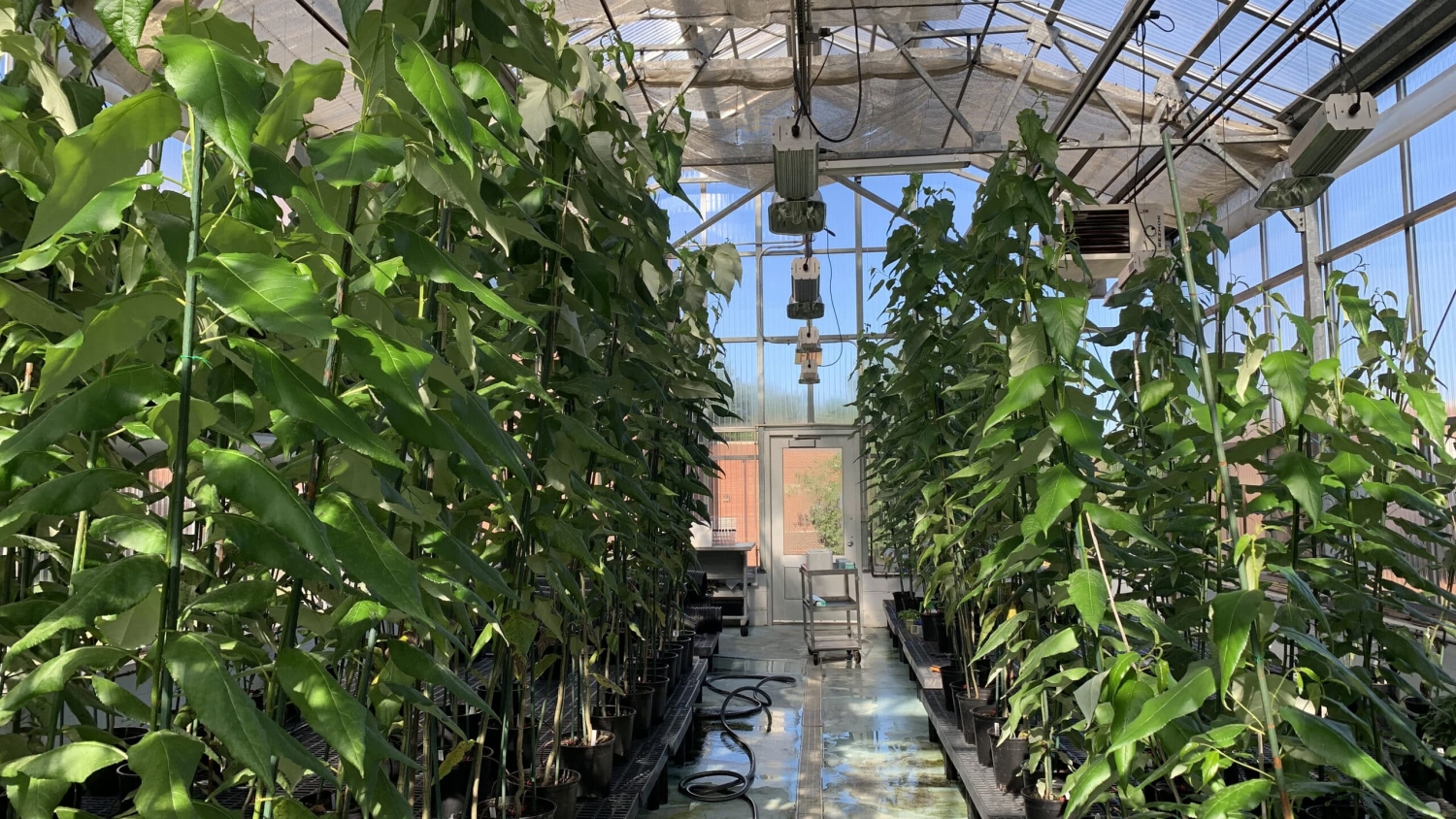 Photo of CRISPR-modified and wild trees in an NC State greenhouse.