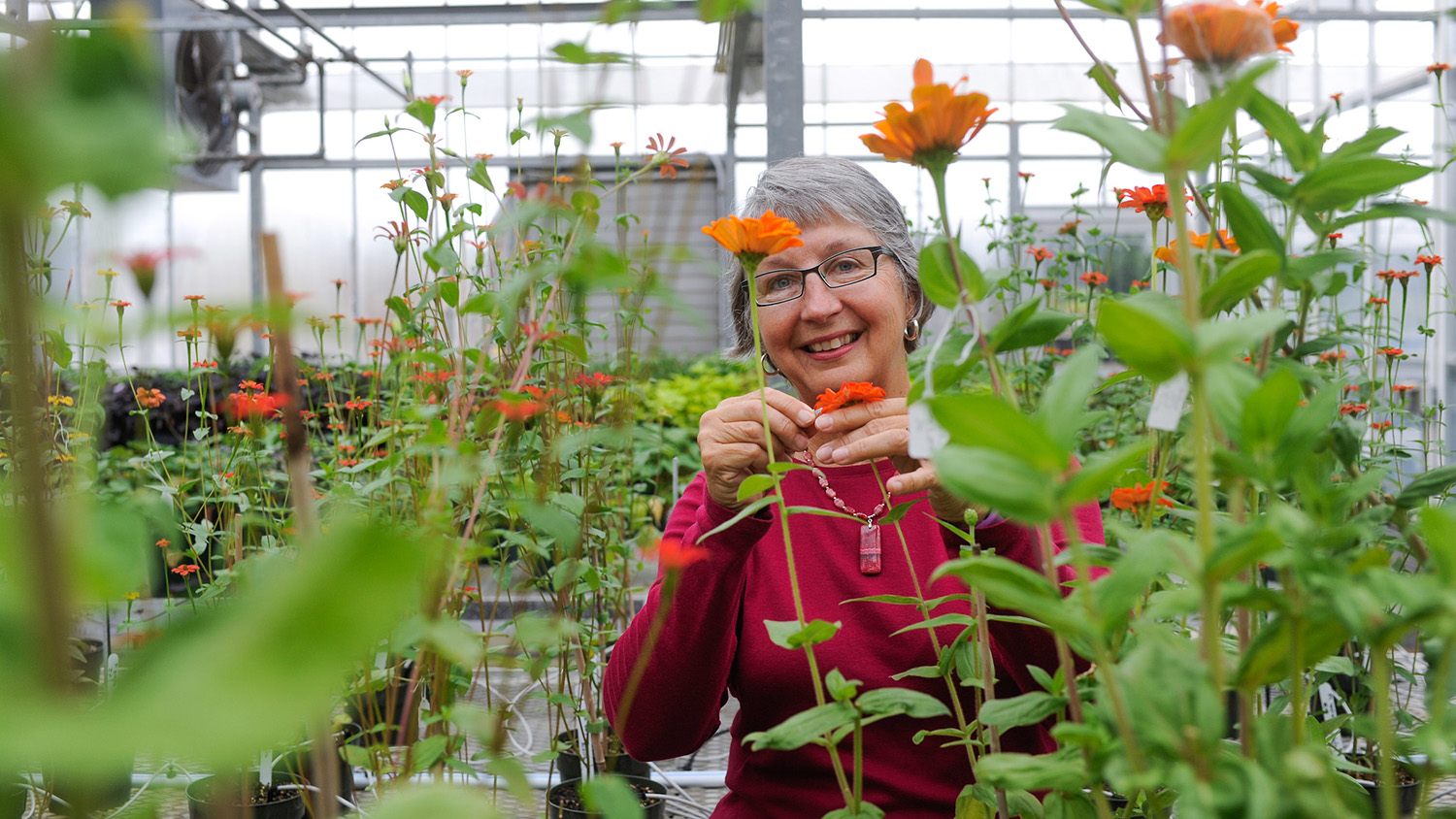 Woman in greenhouse smiling among orange flowers