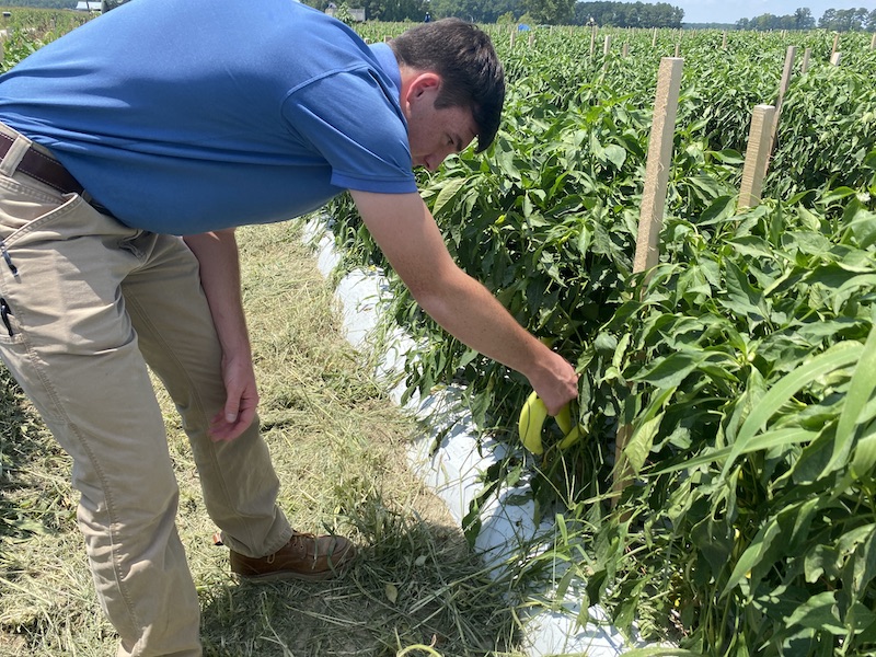 Clay Beasley picking a crop