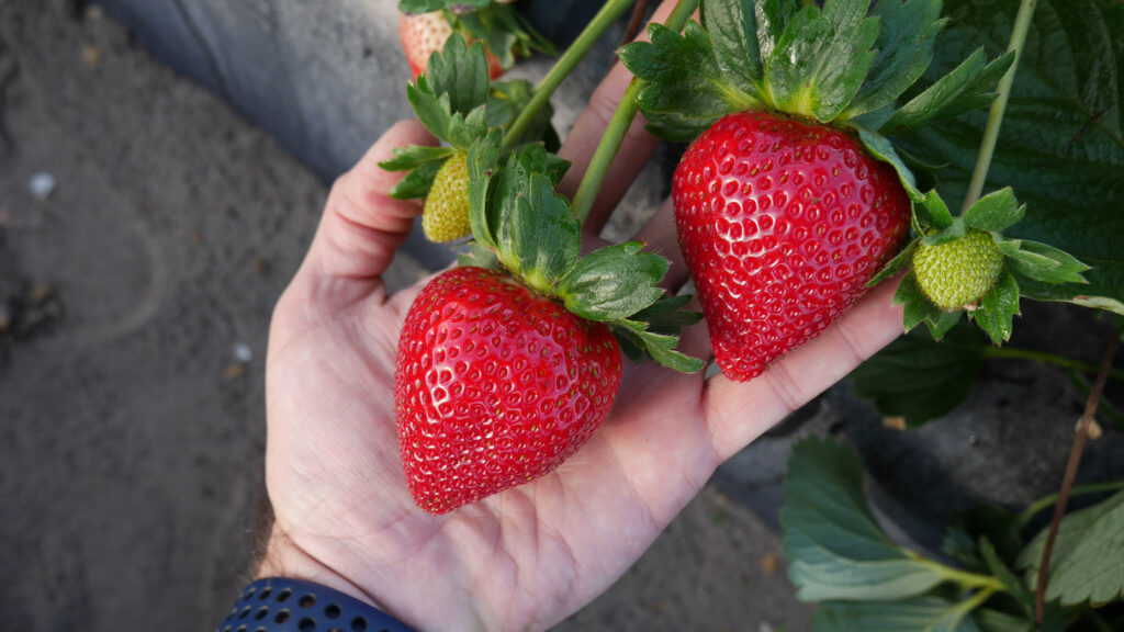 Hand holding strawberries