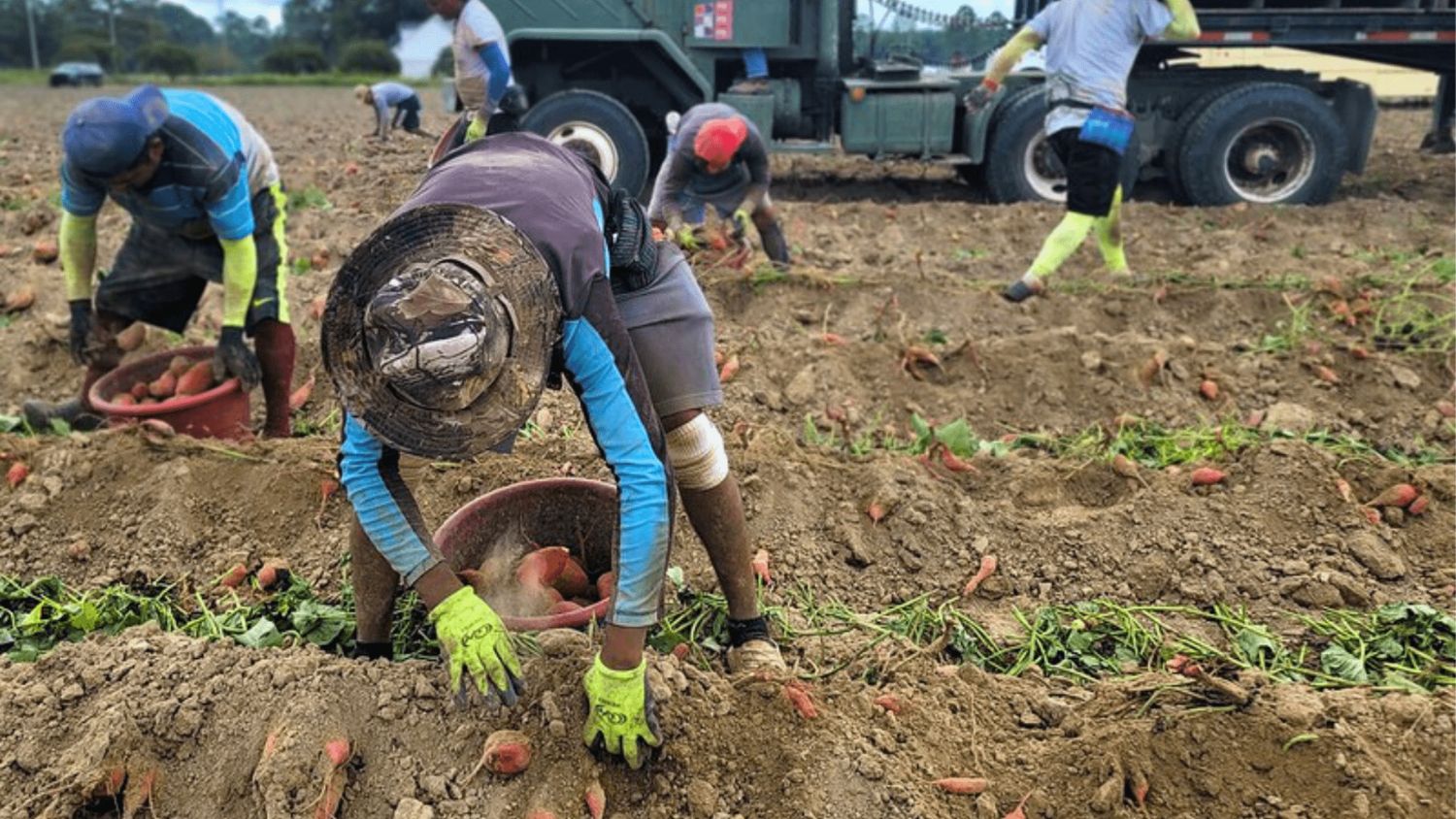 Farmworkers pulling up sweetpotatoes in a field