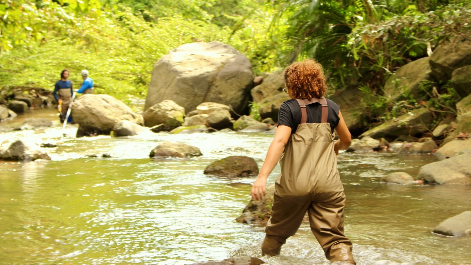 Researchers walking upstream in a river in Puerto Rico.
