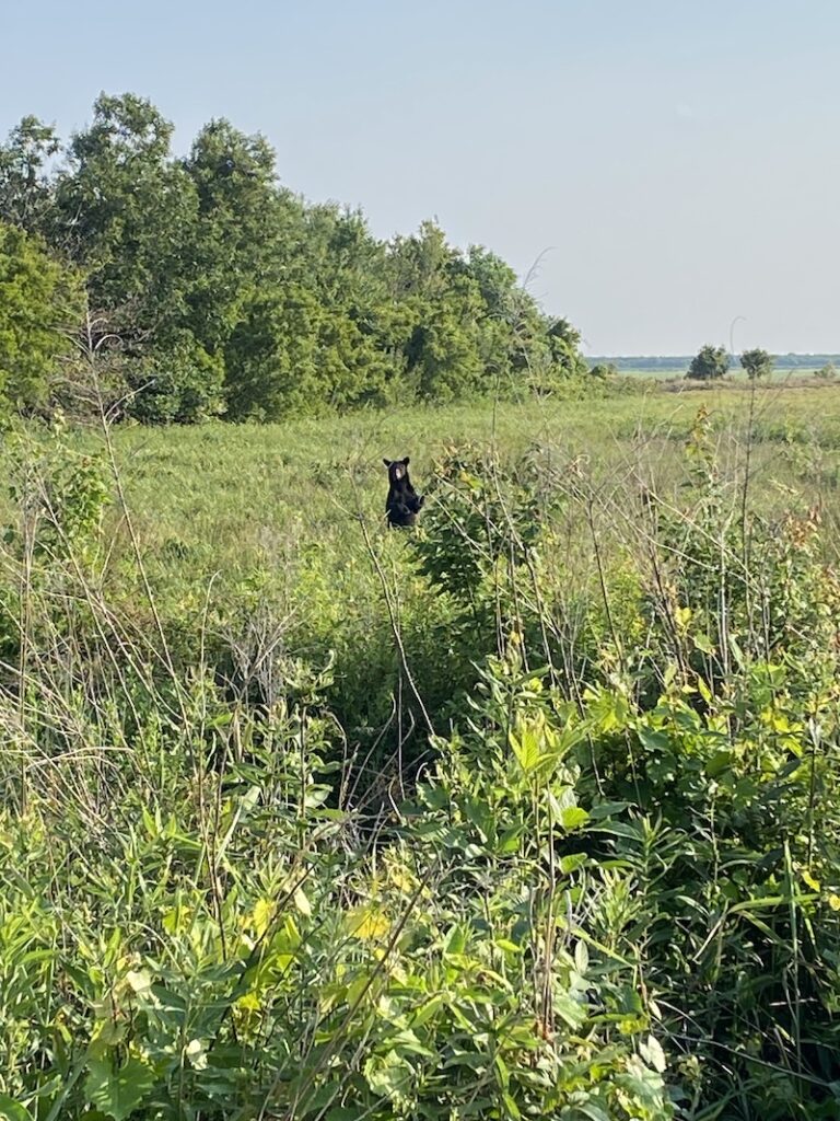 black bear in a field