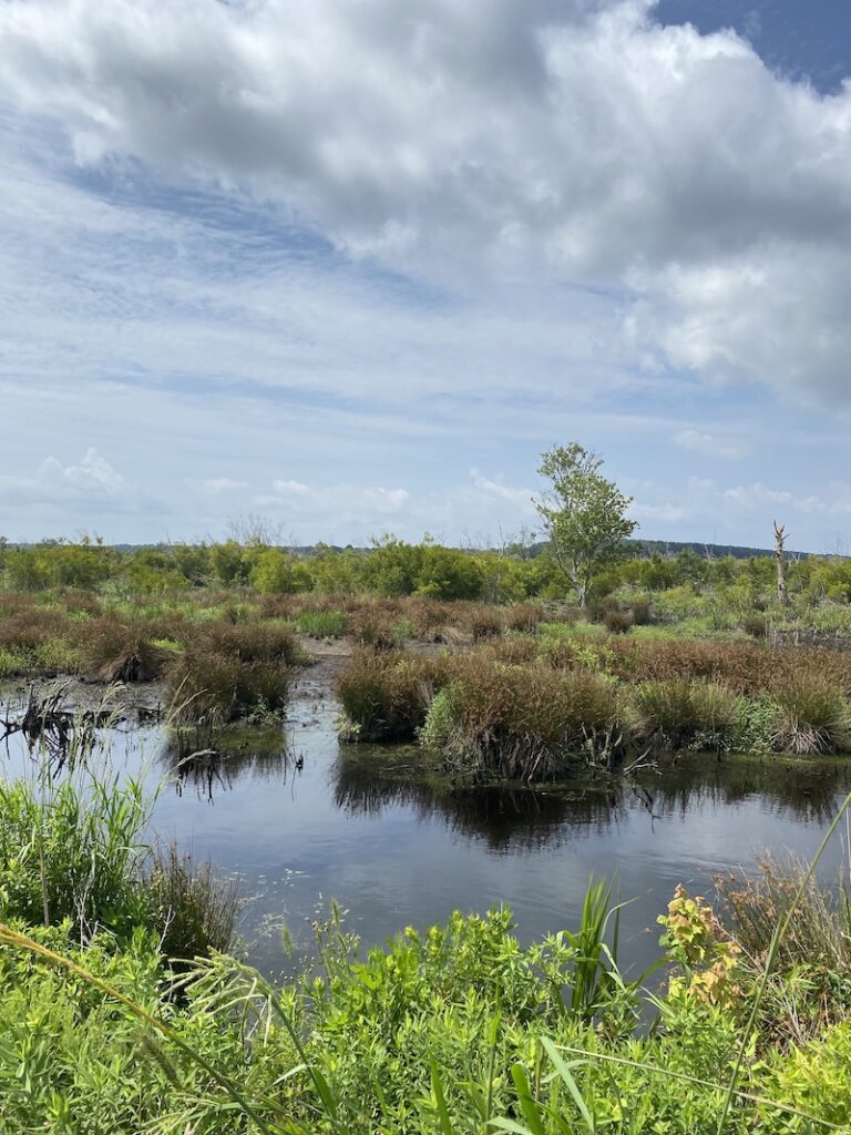 coastal habitat in eastern North Carolina where bears live