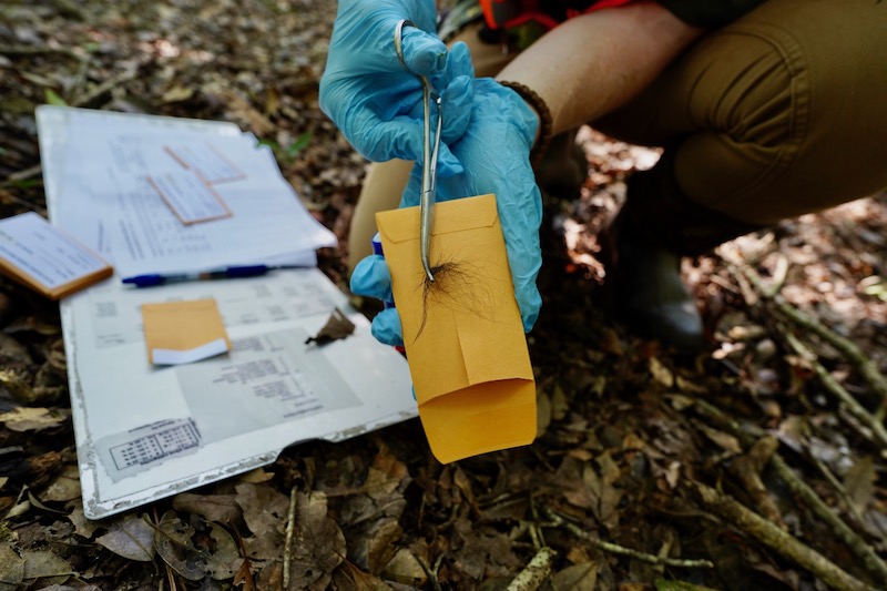 research scissors holding black bear hair samples to store in an envelope