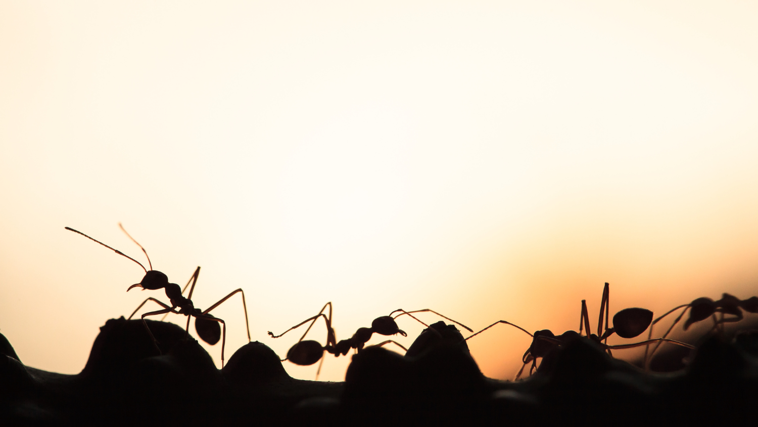 ants crawling in dirt