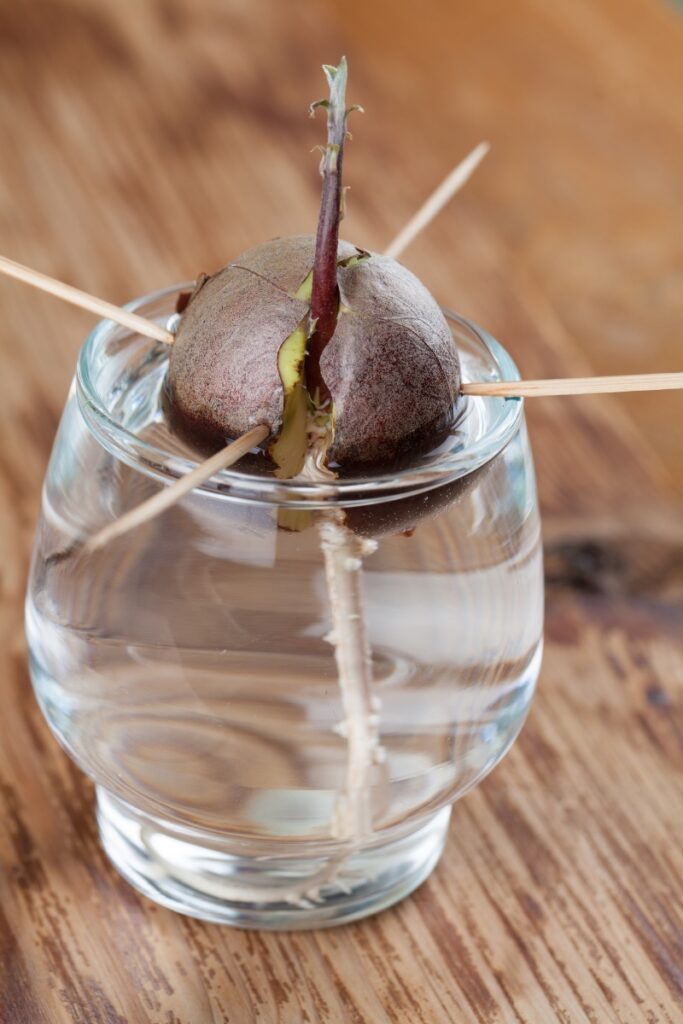 An avocado pit growing in a glass of water