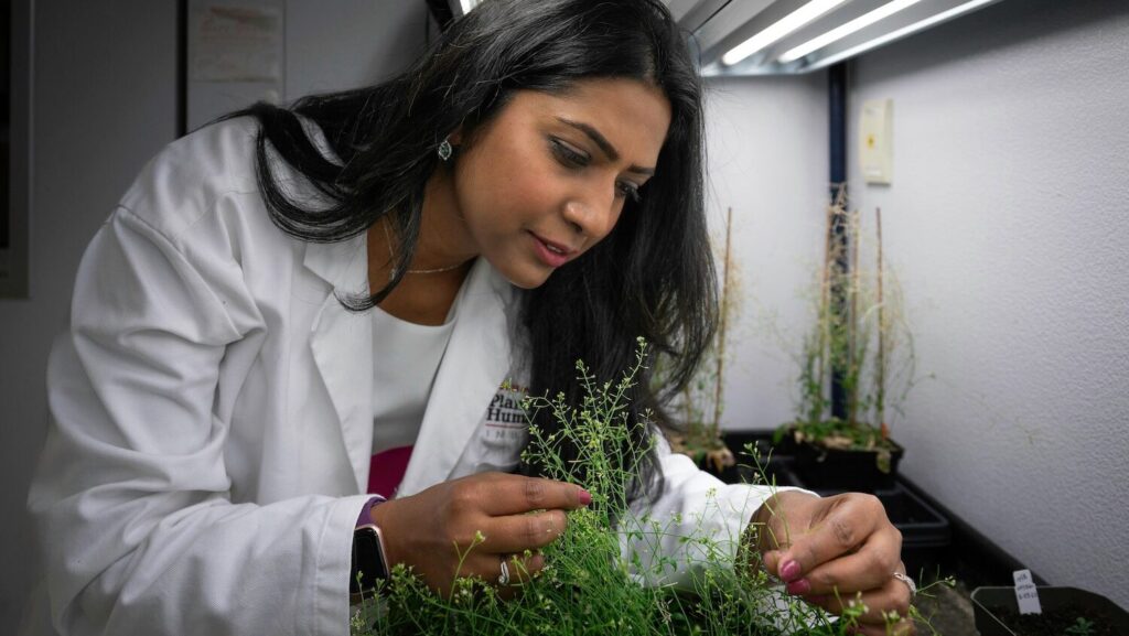 Chinmayee Panda, a female scientist, looking at plants in a lab.