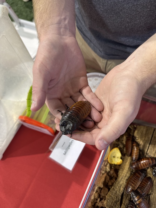 someone holding a millipede at an outreach event