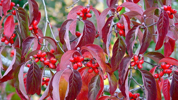 Dogwood leaves and fruit in fall