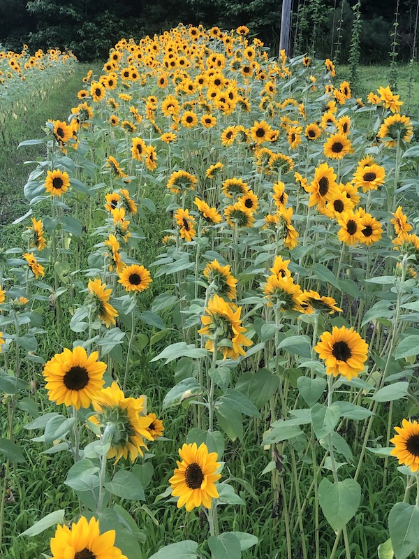 sunflowers at BlackDogs Blooms farm