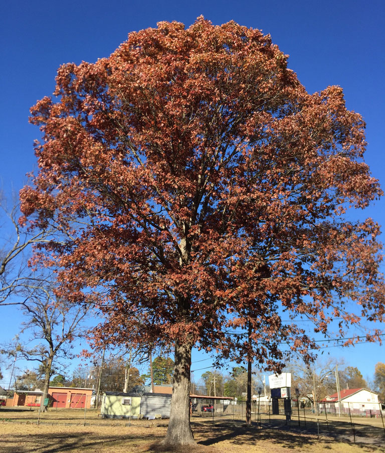 White oak in fall