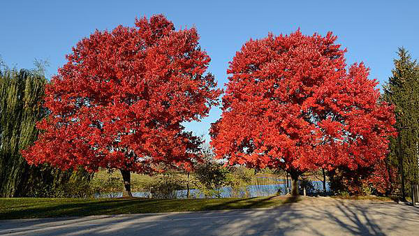 Two red maples