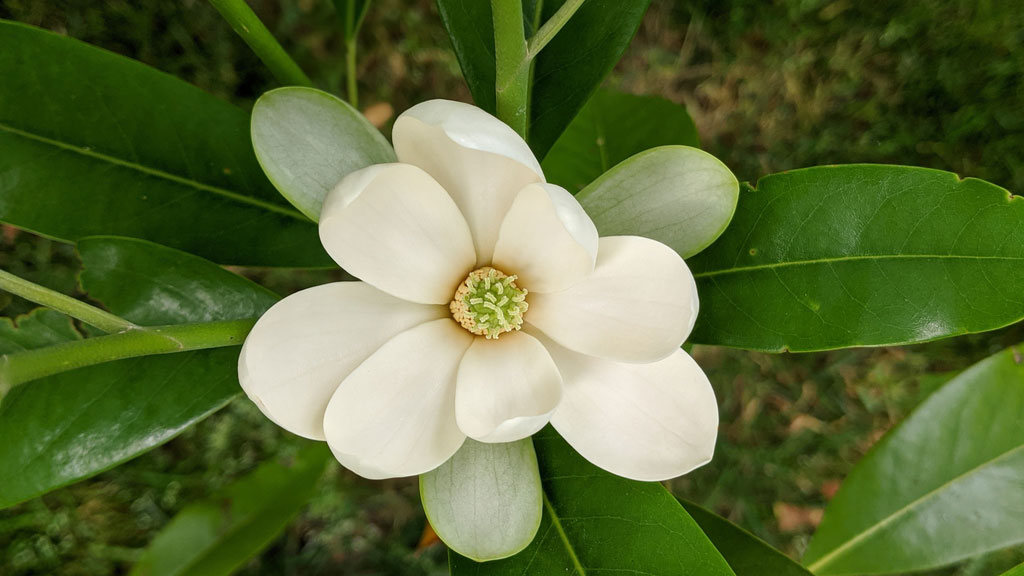 Flower of sweet bay magnolia