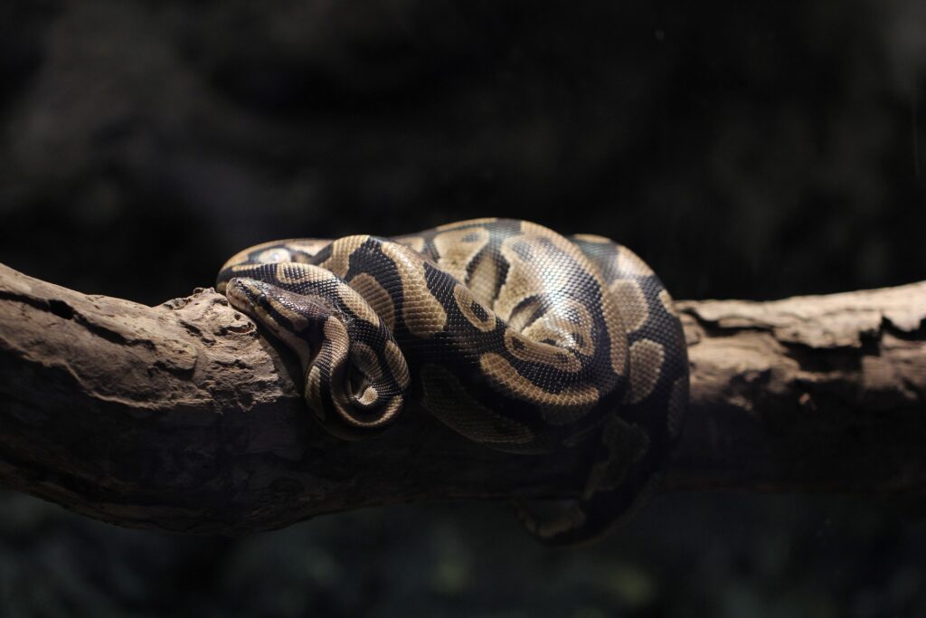 A Parasitic Haunting: When Snakes are Eaten From Within - College of  Agriculture and Life Sciences