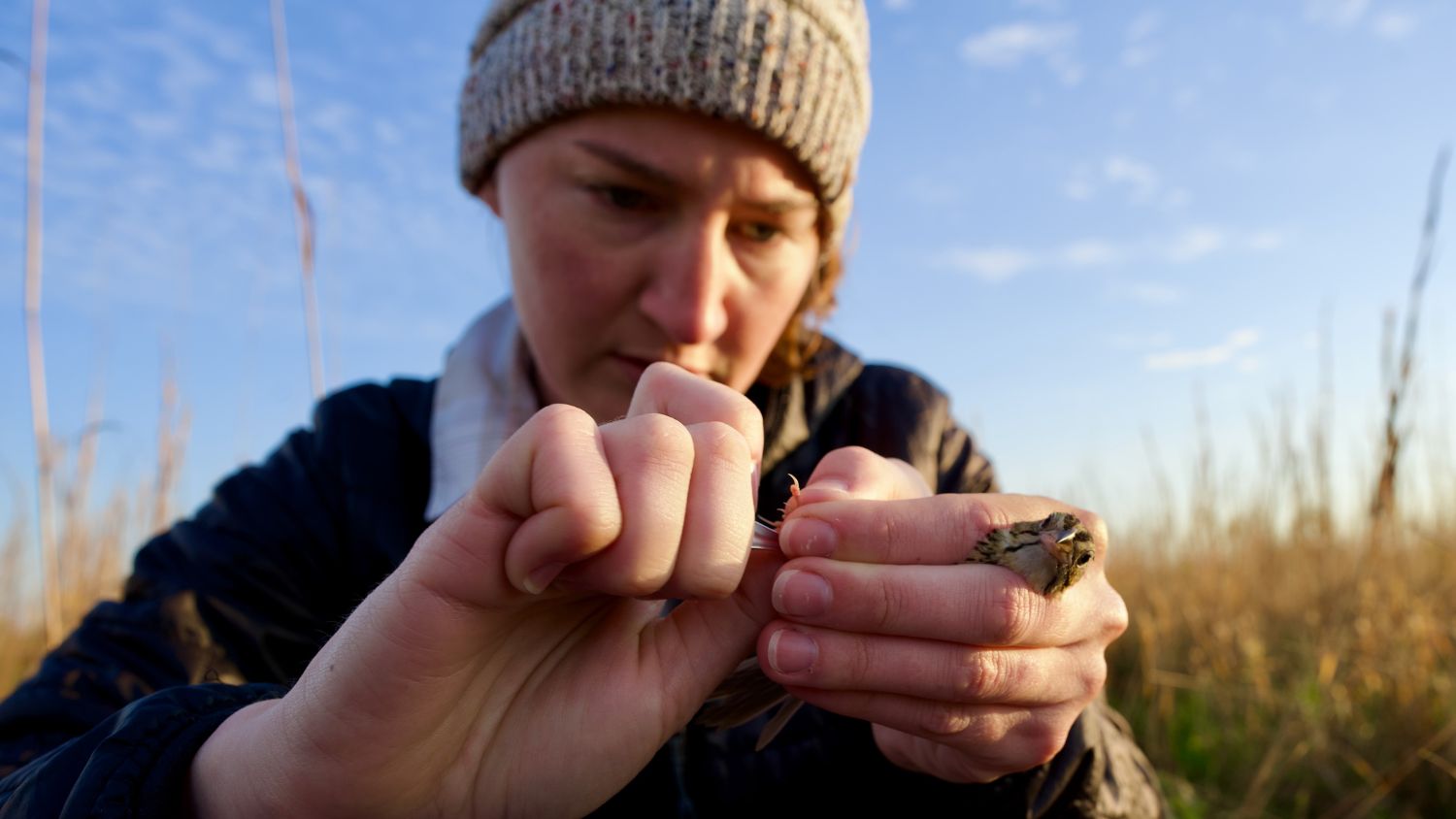 Graduate student Emily Nastase holding a sparrow in the field