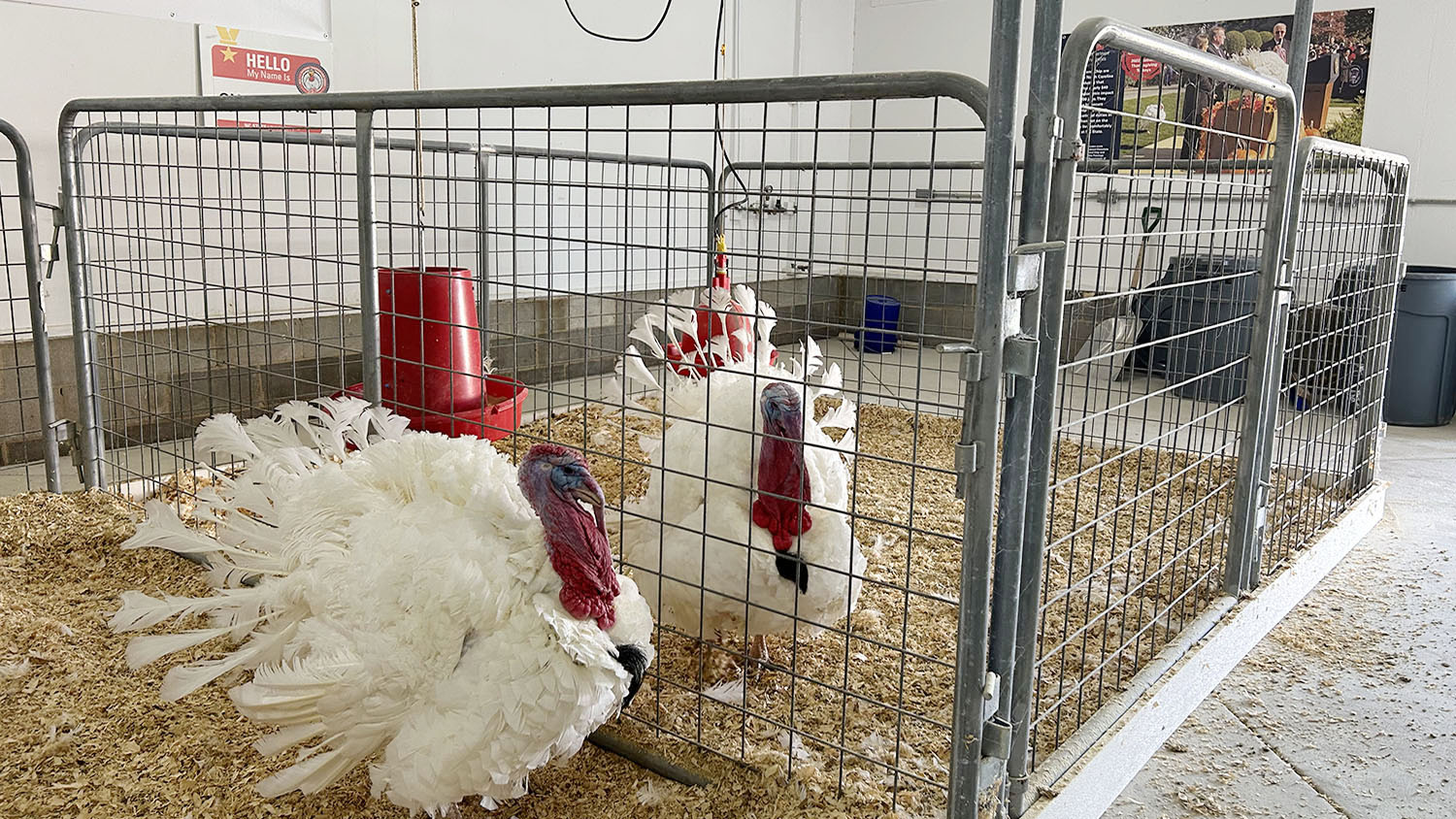 turkeys chocolate and chip stand side by side