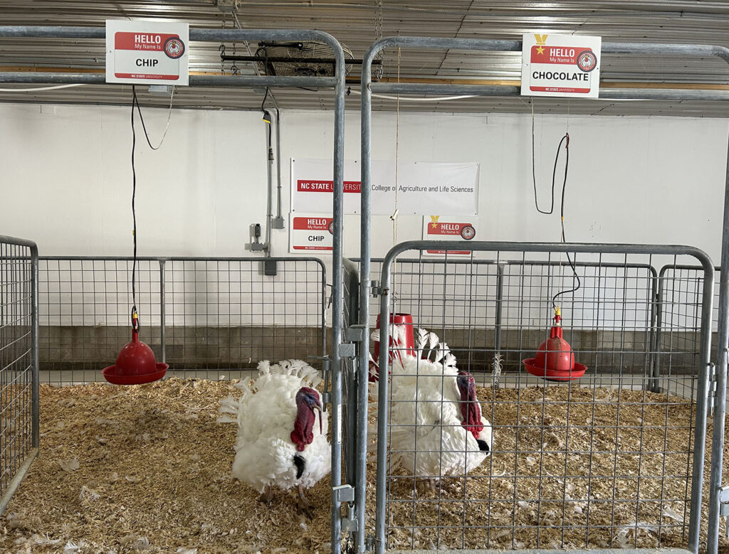 turkeys chocolate and chip stand side by side in their pens
