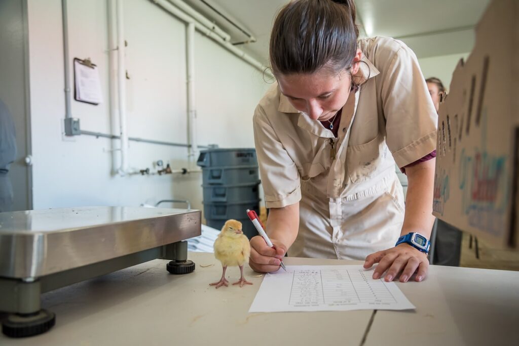 student taking measurements of a chick