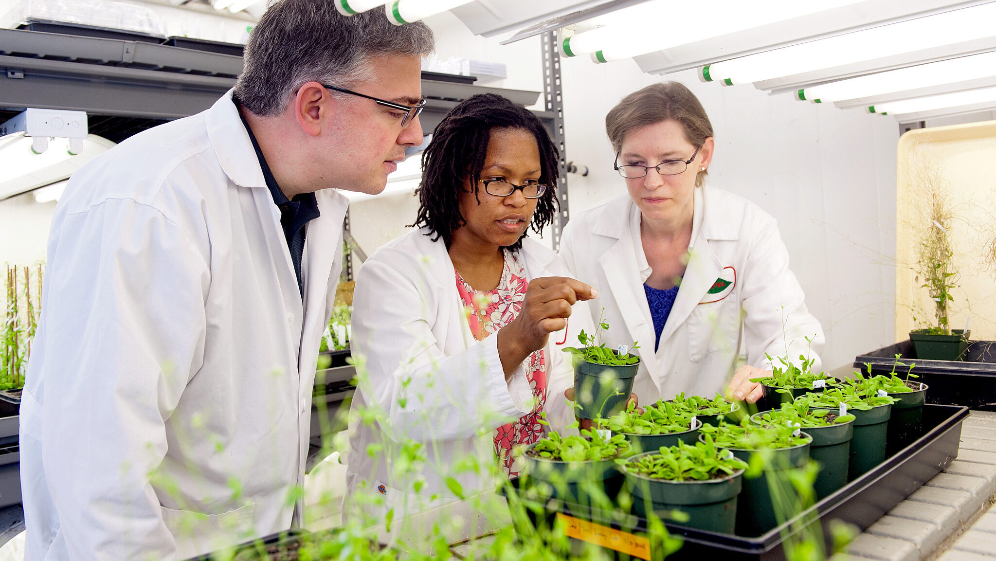 three faculty examining plants