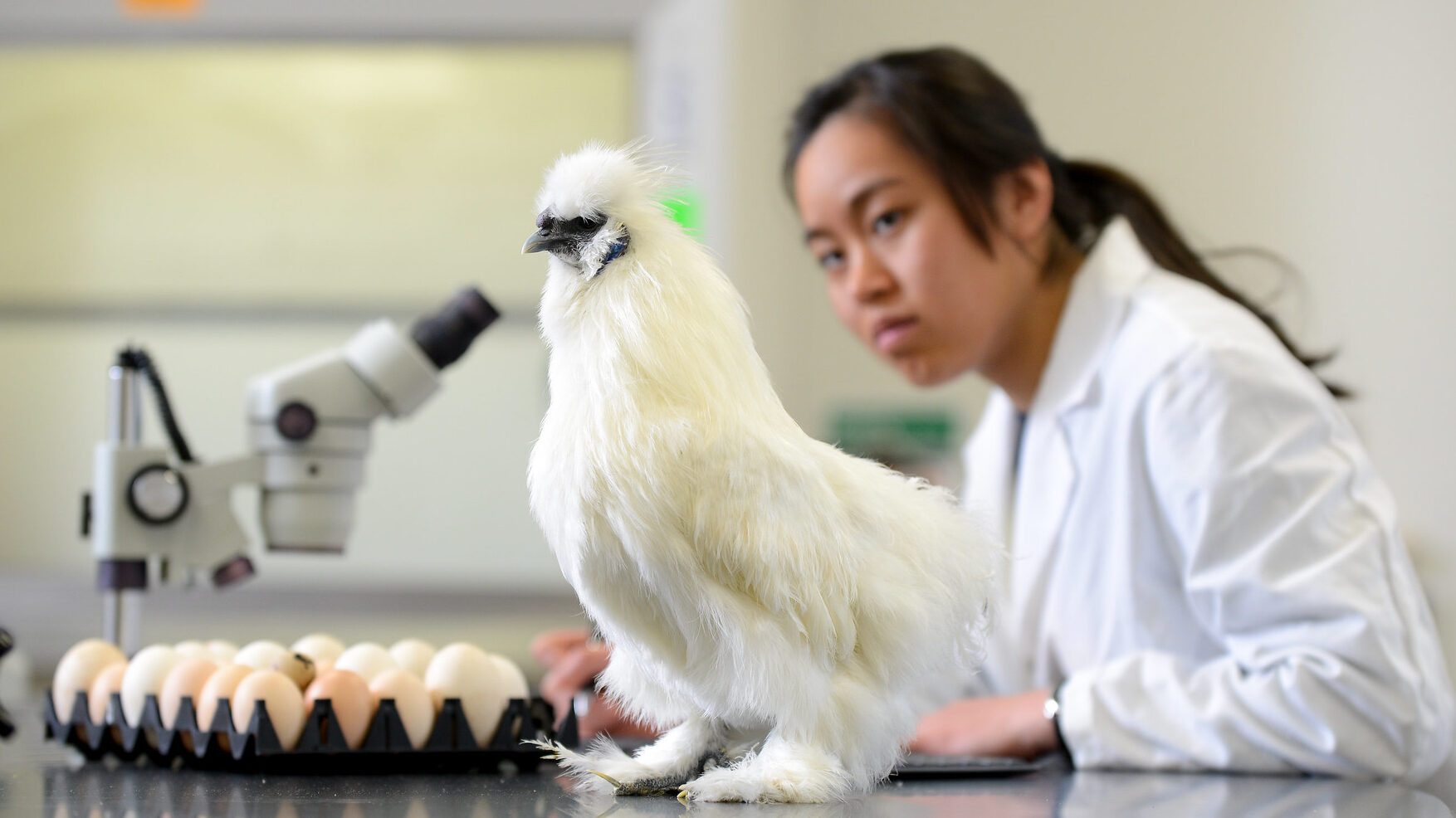student examining a chicken and eggs
