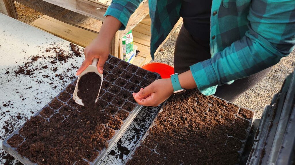woman pouring soil into seed starters