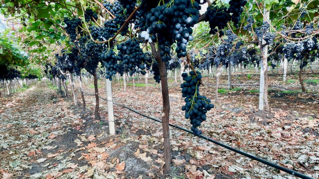 wine grapes in Moldova