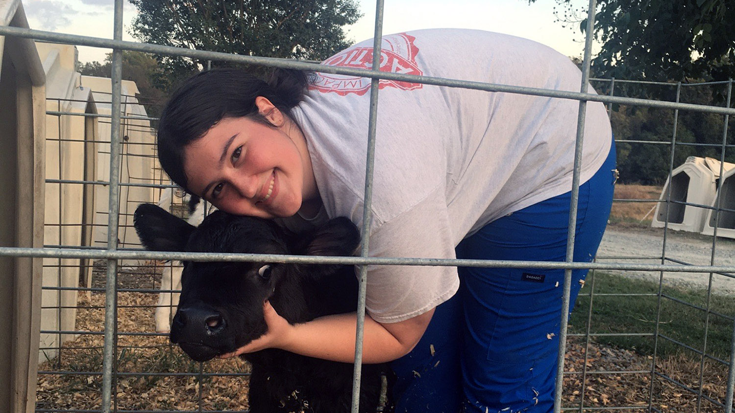 Student Leia Neely holds a cow calf.