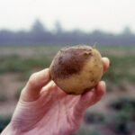 a rotten potato with late blight