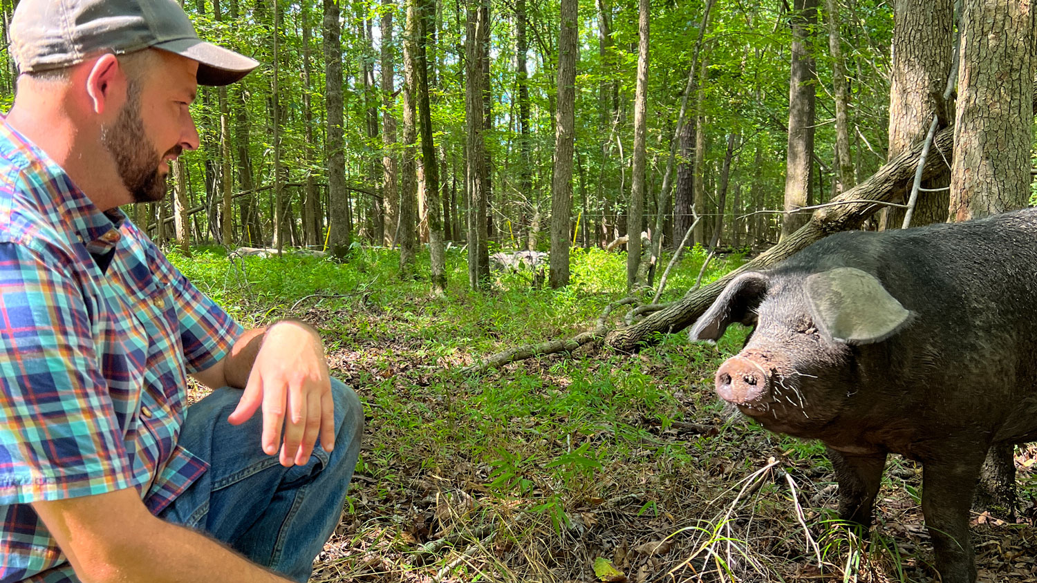 Farmer with pig in forest