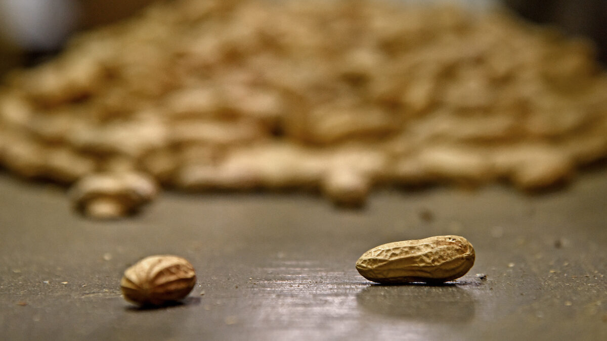 peanuts in a conveyer belt