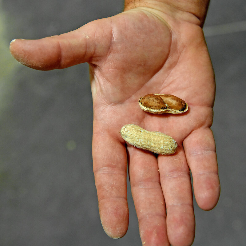 roasted, opened peanut held in the palm of a hand