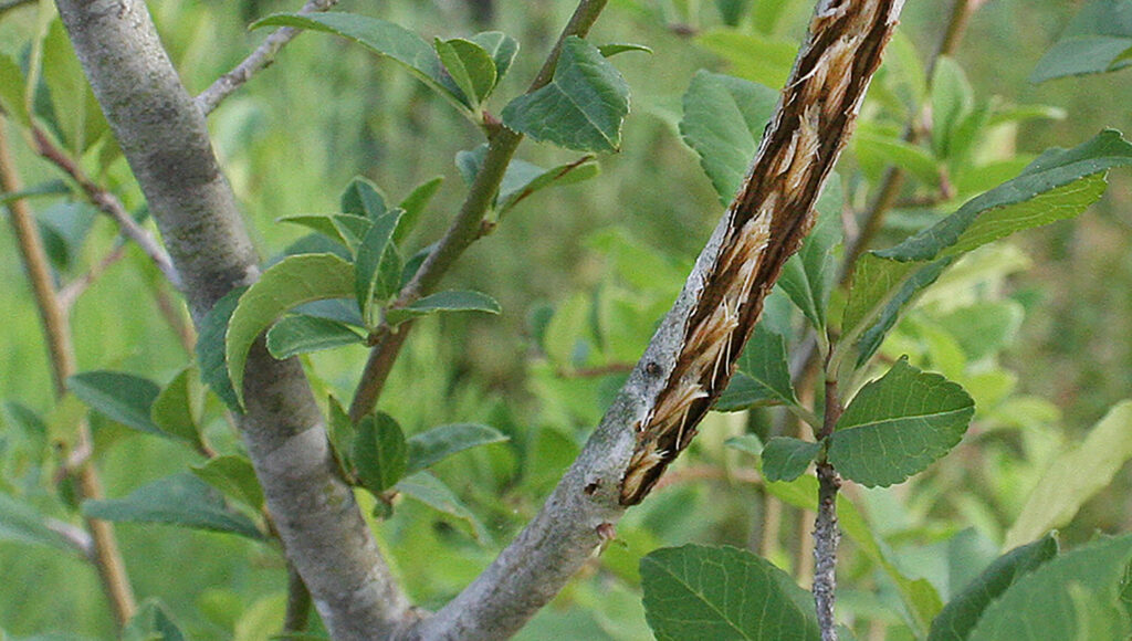 a plant with a stem chewed through by cicadas