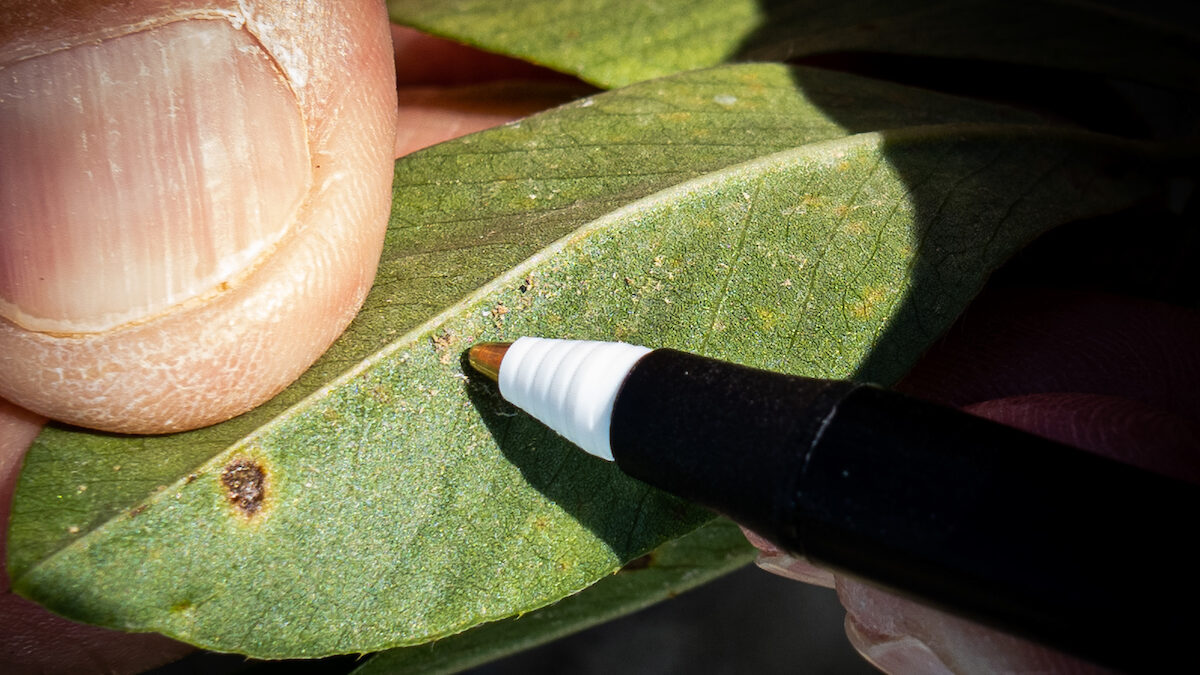 a pen pointing out issues on a peanut plant leaf