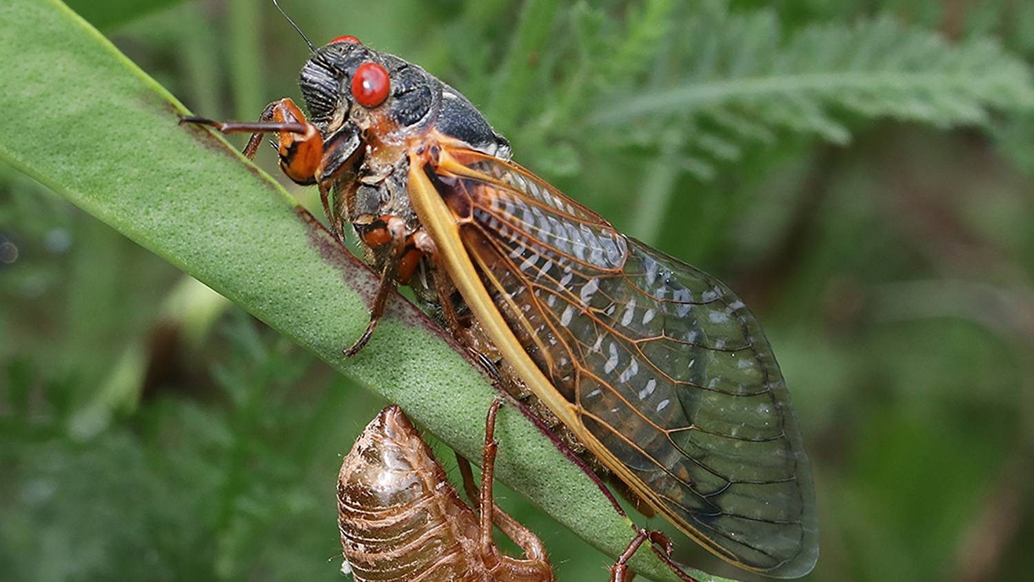 black and orange periodical cicada