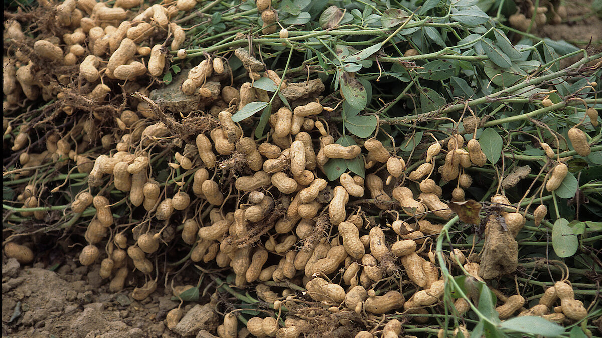 peanuts harvested in piles and left in windrows to dry