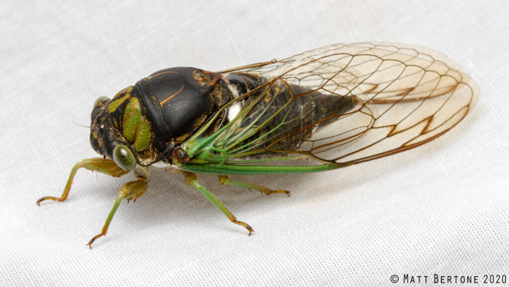 green and black annual cicada